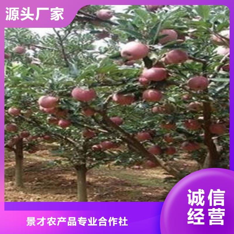红富士苹果苹果种植基地优选厂家