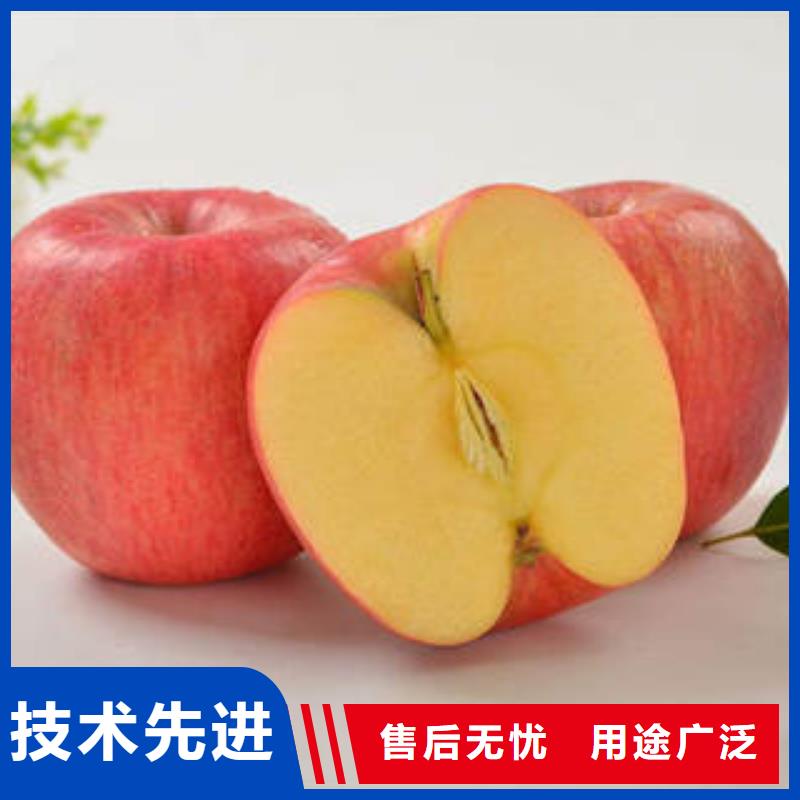 红富士苹果嘎啦果满足客户所需
