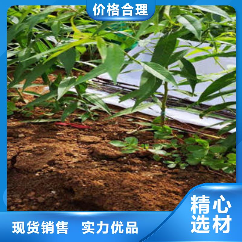 桃树苗-梨树苗自产自销