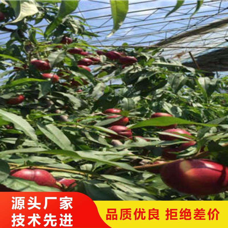 桃树苗【蓝莓苗】销售的是诚信