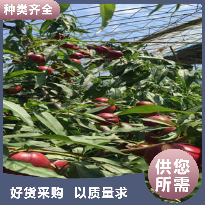 桃树苗,山楂苗好货直供