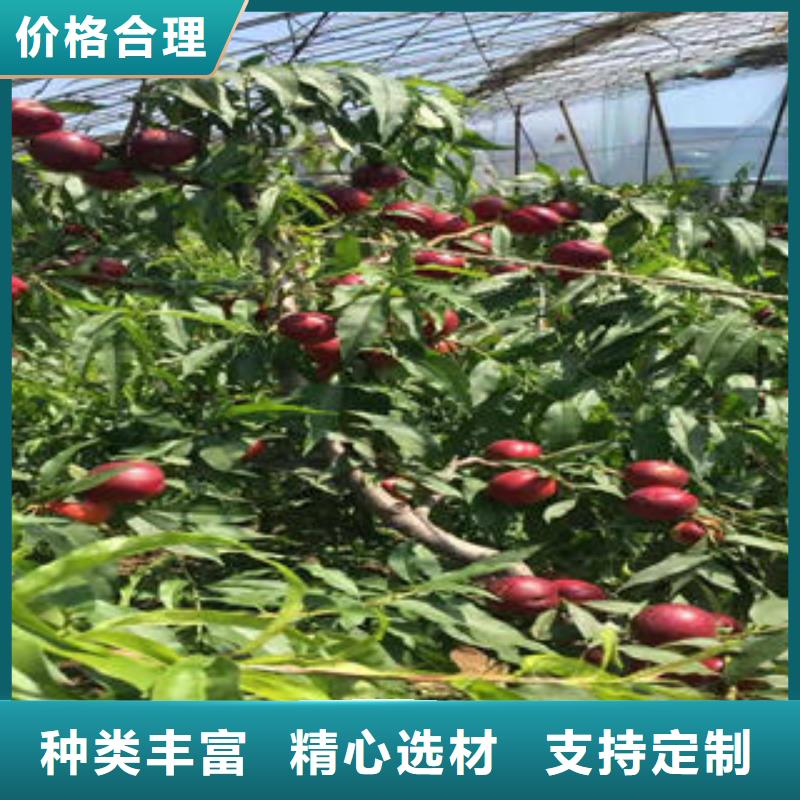桃树苗梨树苗采购无忧