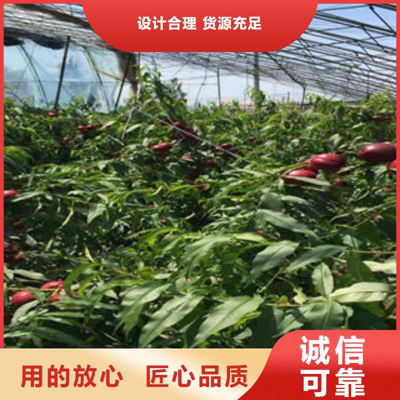 桃树苗【蓝莓苗】销售的是诚信