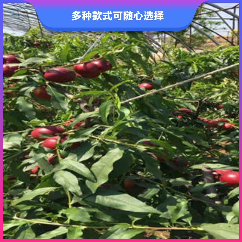 桃树苗,核桃苗型号全价格低