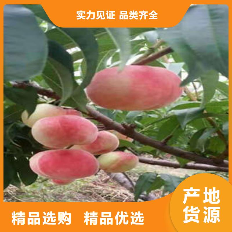 【 桃树苗梨树苗精品优选】-服务范围包括七里河|红古|临夏|武威|定西|嘉峪关|陇南等