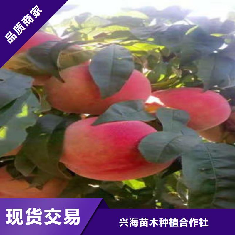 桃树苗蓝莓苗快速发货
