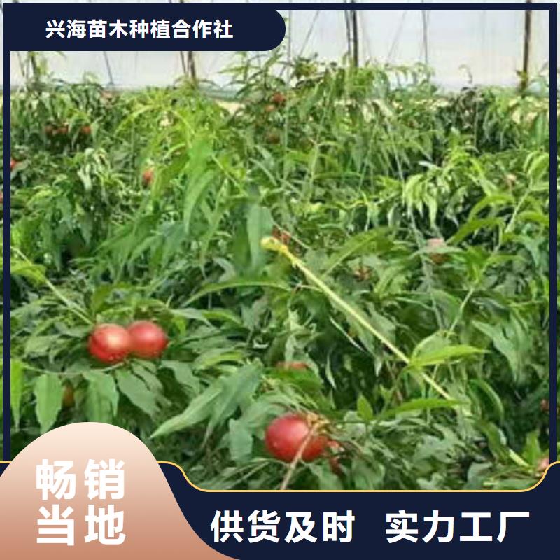 桃树苗-【梨树苗】实拍展现-兴海苗木种植社(德阳市分公司)|覆盖地域绵竹|广汉|宜宾|广安|自贡|眉山|凉山