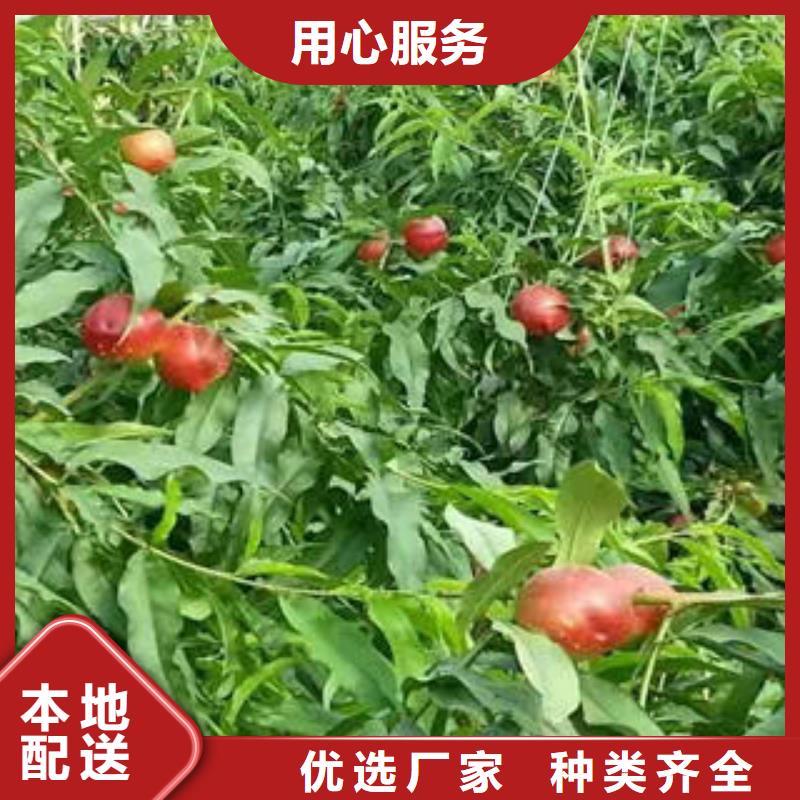 桃树苗-【梨树苗】实拍展现-兴海苗木种植社(德阳市分公司)|覆盖地域绵竹|广汉|宜宾|广安|自贡|眉山|凉山