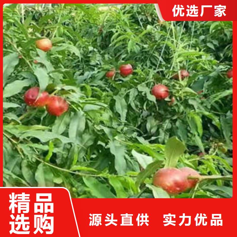 桃树苗【蓝莓苗】销售的是诚信