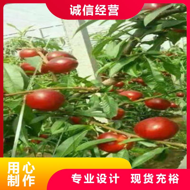 【 桃树苗梨树苗精品优选】-服务范围包括七里河|红古|临夏|武威|定西|嘉峪关|陇南等