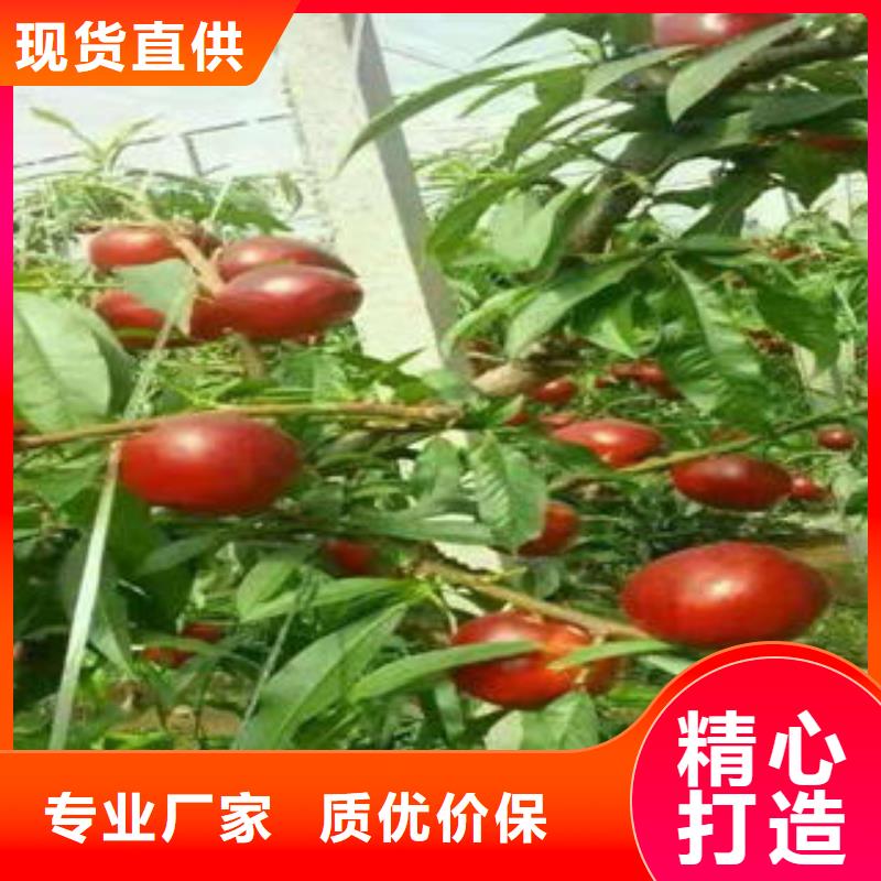 桃树苗,梨树苗精心