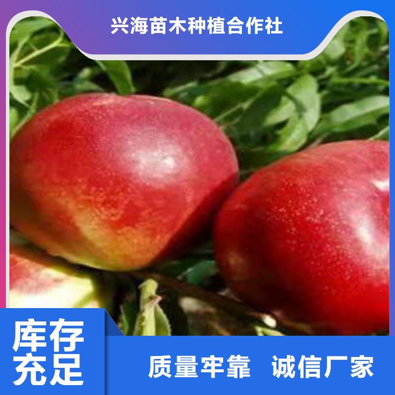 桃树苗-梨树苗用心做产品