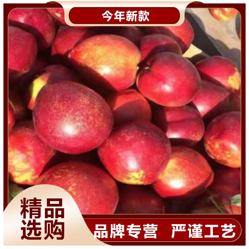 【 桃树苗梨树苗精品优选】-服务范围包括七里河|红古|临夏|武威|定西|嘉峪关|陇南等