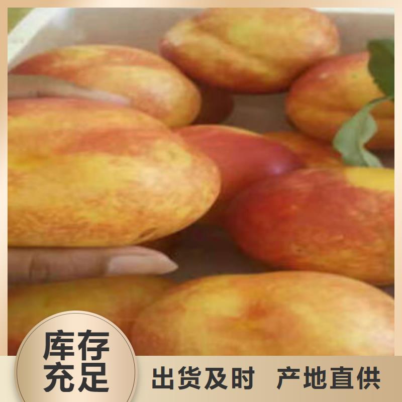 桃树苗-【核桃苗】款式新颖-兴海苗木种植社(辽源市分公司)