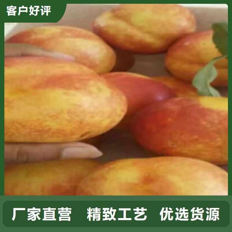 桃树苗【蓝莓苗】销售的是诚信