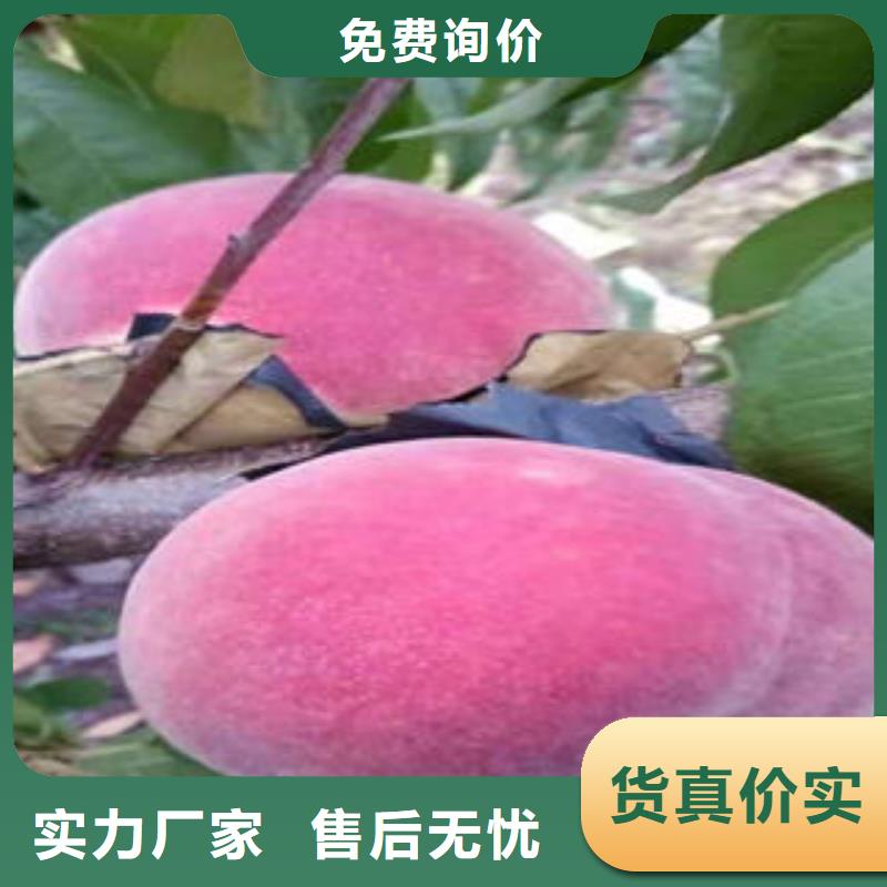 桃树苗板栗苗实力优品