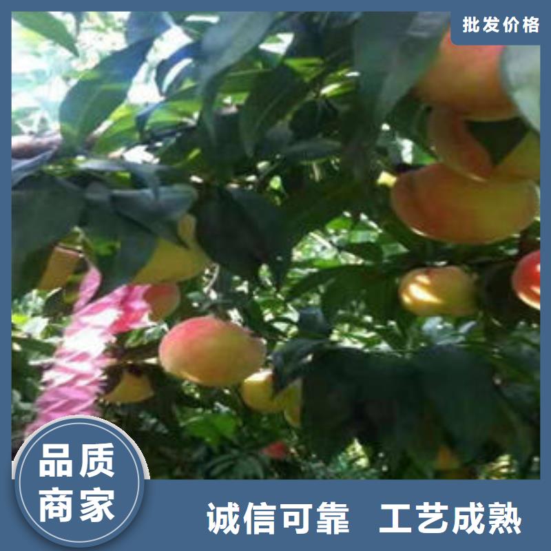 桃树苗-【核桃苗】款式新颖-兴海苗木种植社(辽源市分公司)
