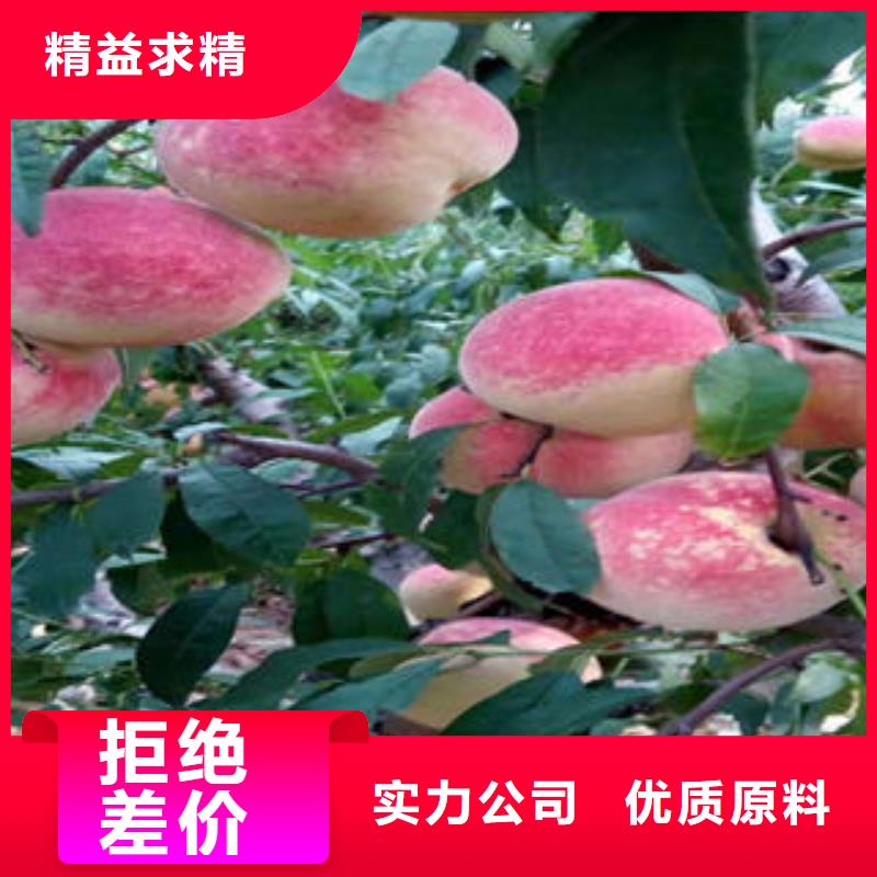 桃树苗厂家大量现货