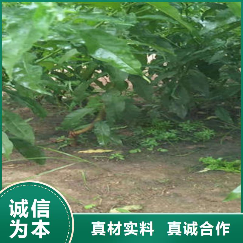 桃树苗板栗苗专注细节更放心