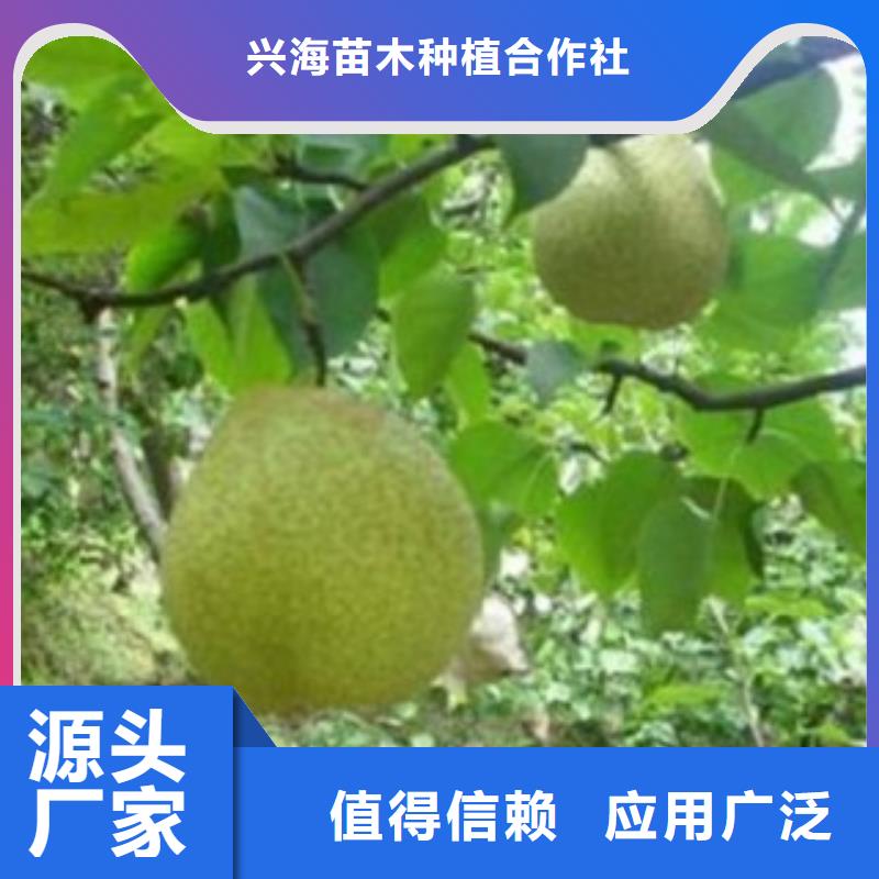梨树苗-苹果苗自有生产工厂