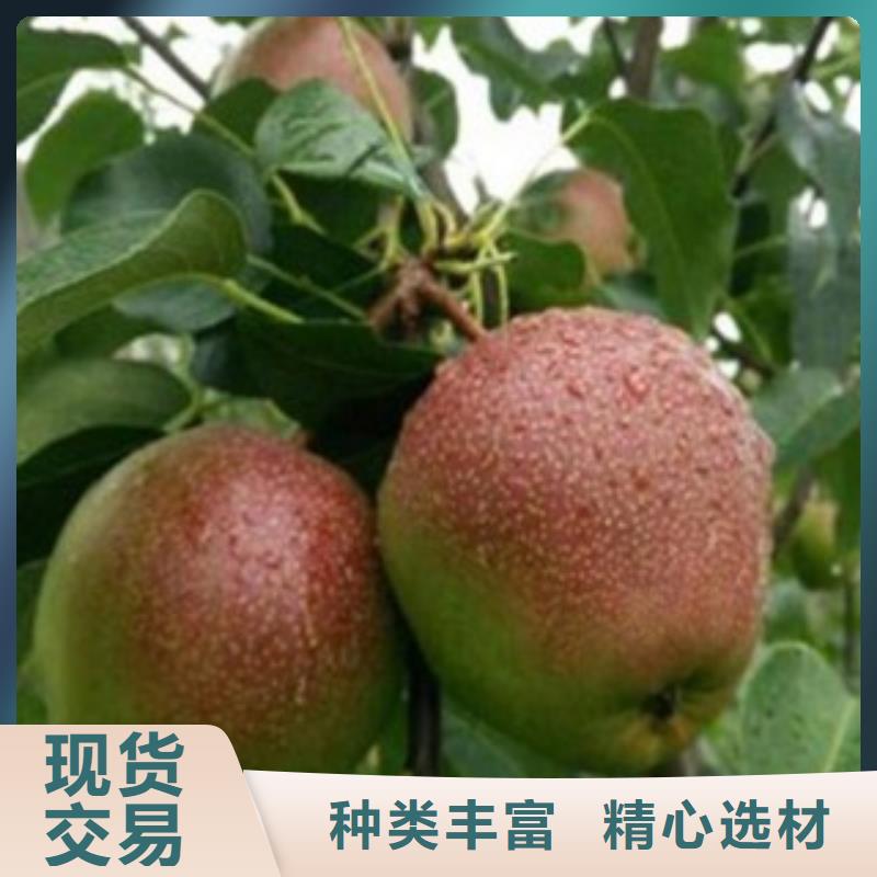梨树苗,桃树苗保质保量