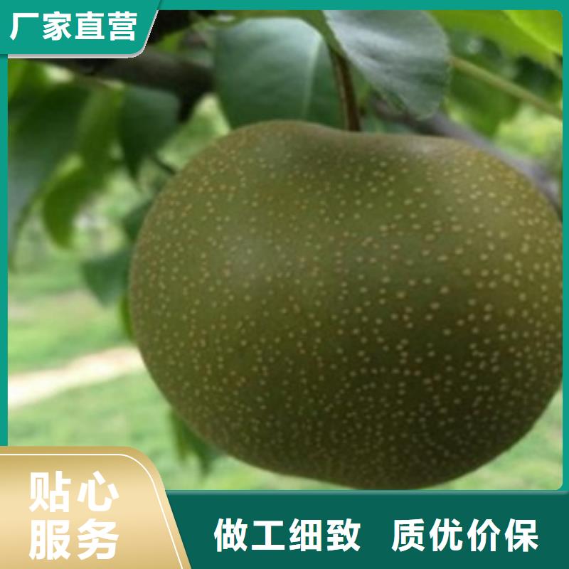 梨树苗,花椒苗实力厂家直销