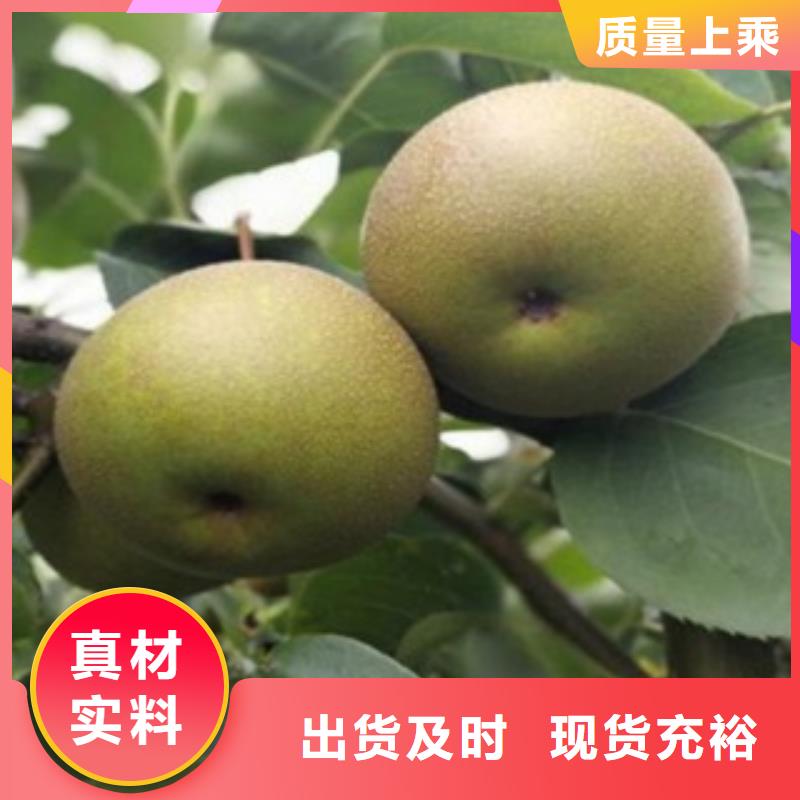 公司梨树苗-【葡萄苗】设计合理