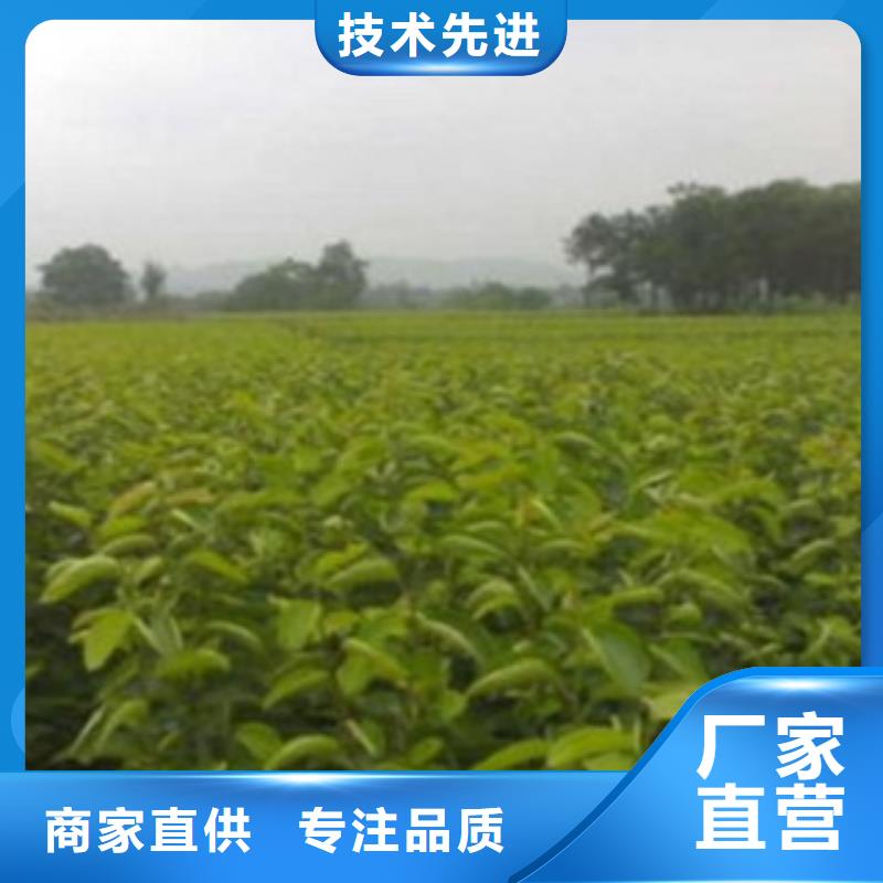 梨树苗【板栗苗】购买的是放心