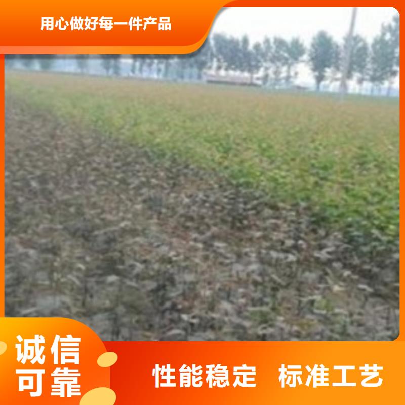 梨树苗,苹果苗48小时发货