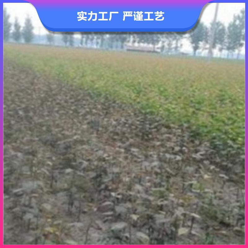 梨树苗,花椒苗实力厂家直销