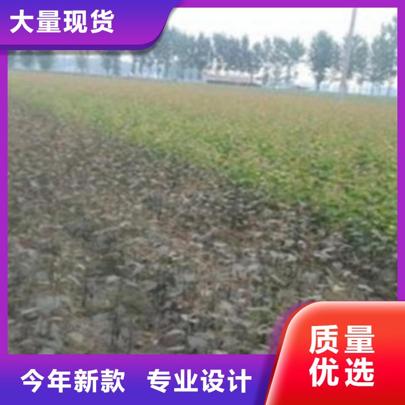 梨树苗【板栗苗】购买的是放心