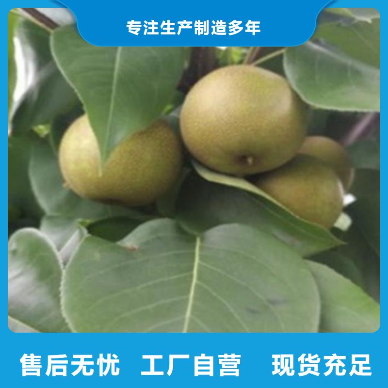 梨树苗源头厂家经验丰富