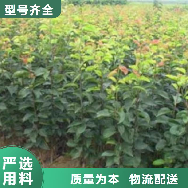 【 梨树苗_板栗苗出货快】同城供应商