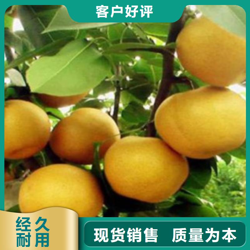 梨树苗,【苹果苗】品质商家
