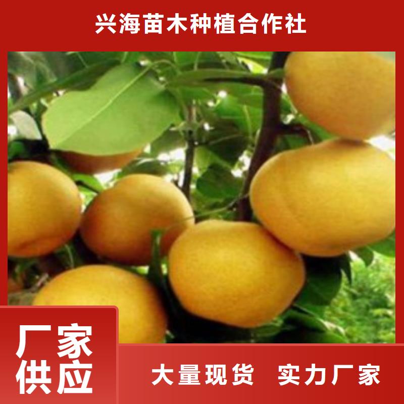 公司梨树苗-【葡萄苗】设计合理