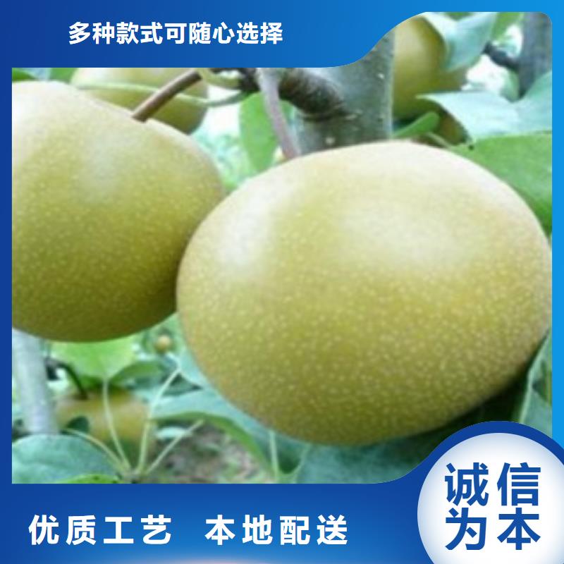 梨树苗【板栗苗】购买的是放心