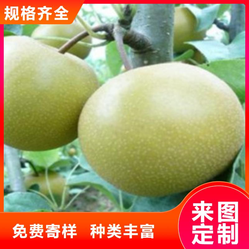 梨树苗蓝莓苗定制批发