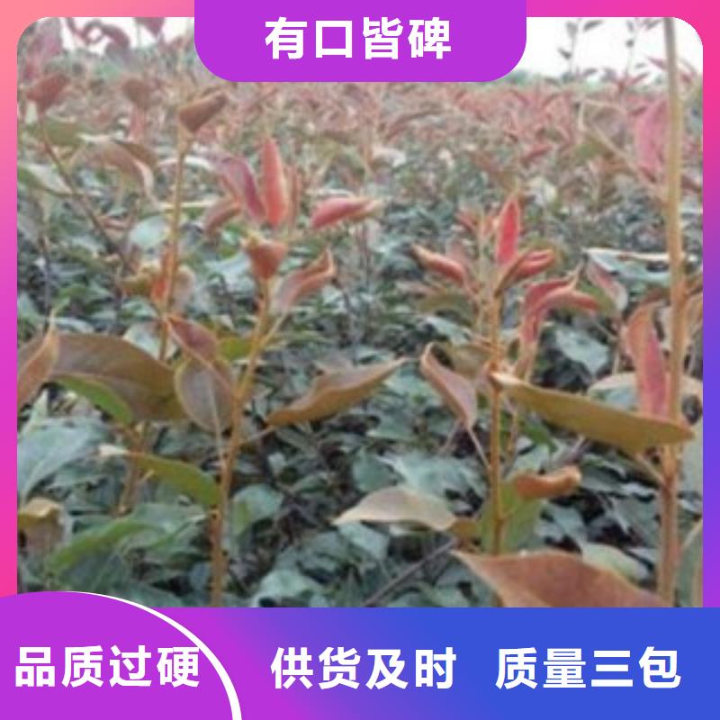 梨树苗,苹果苗48小时发货