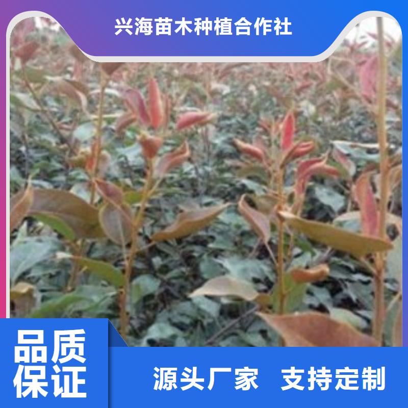 【 梨树苗_板栗苗出货快】-市场覆盖|名山|雨城|巴中|攀枝花|德阳|广元|广安|阿坝|绵阳-阿奇乐乐