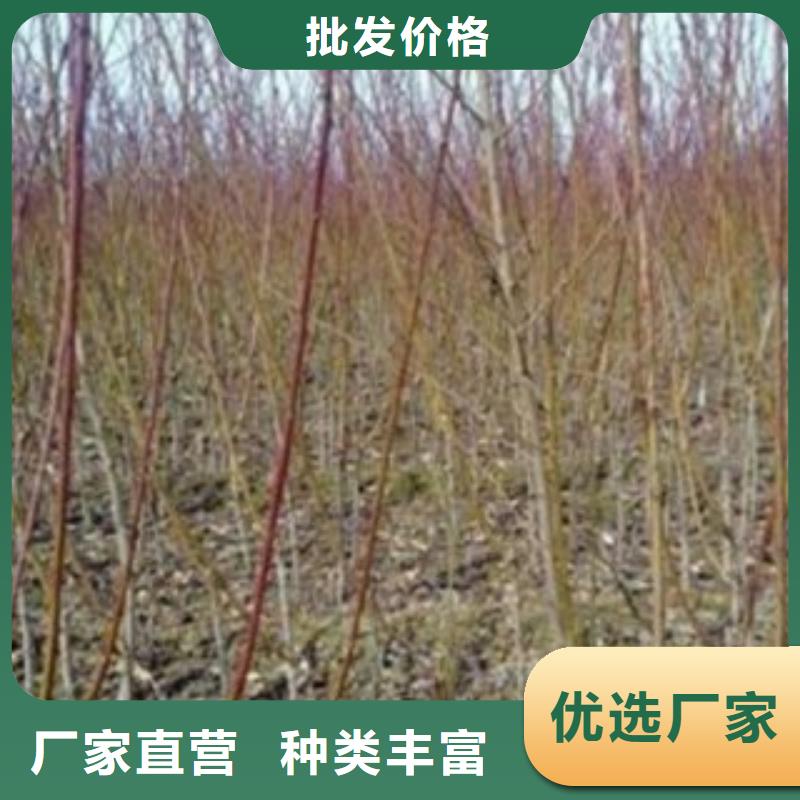 梨树苗源头厂家经验丰富