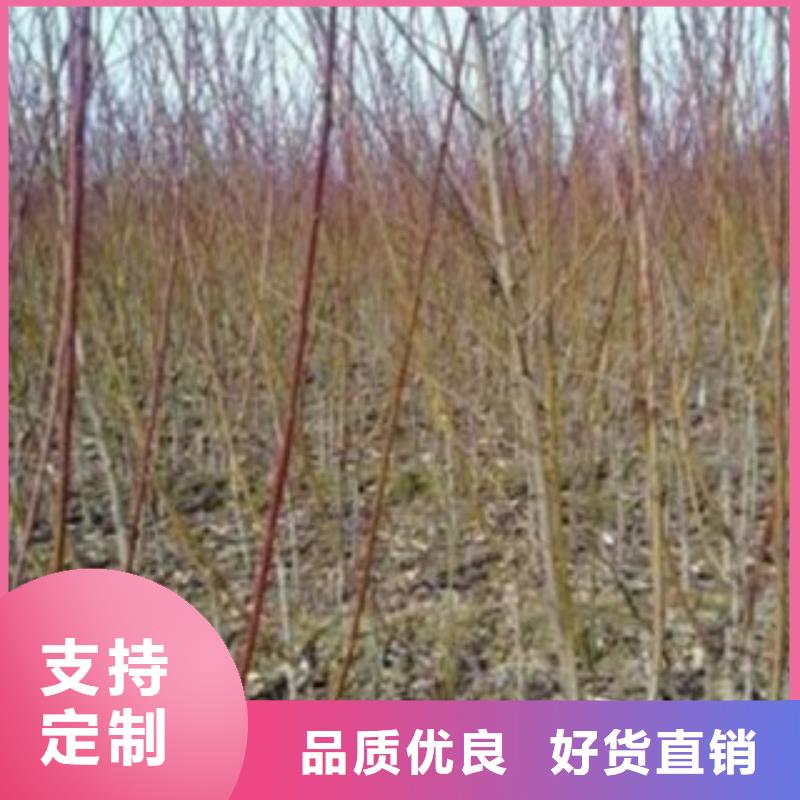 【 梨树苗_板栗苗出货快】同城供应商