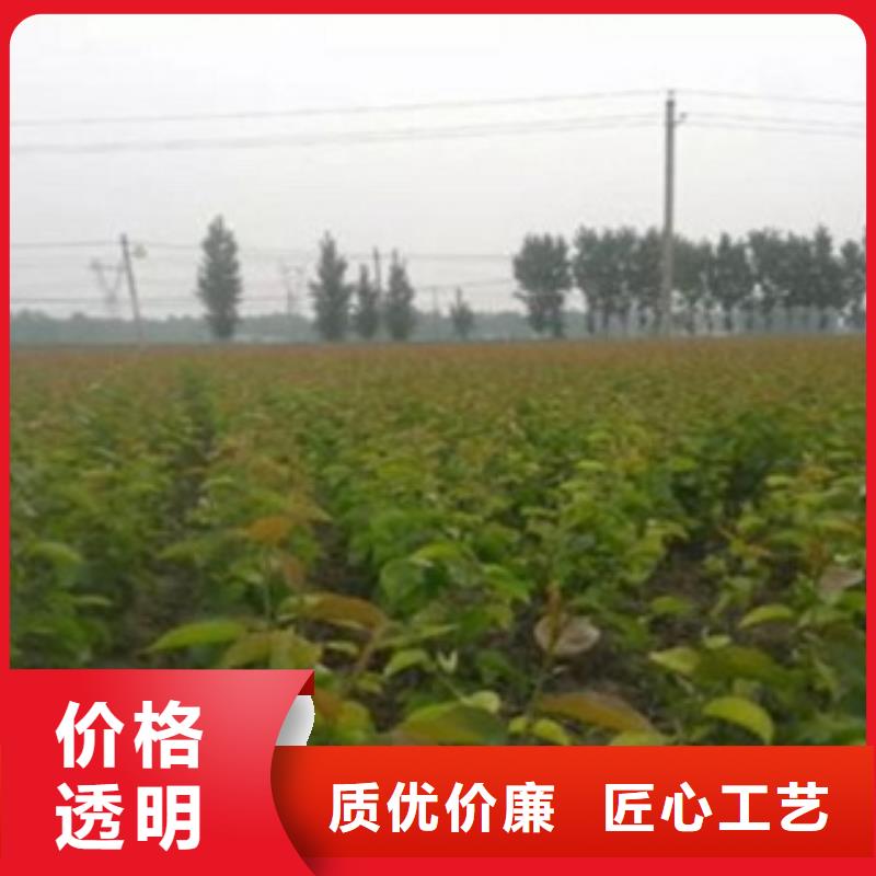 梨树苗,苹果苗48小时发货