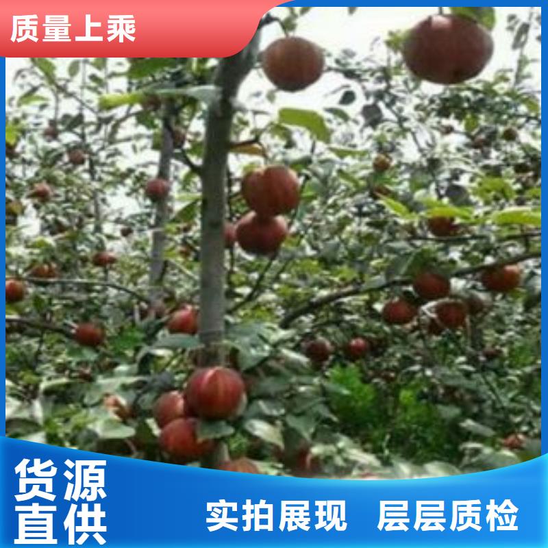 梨树苗核桃苗放心得选择