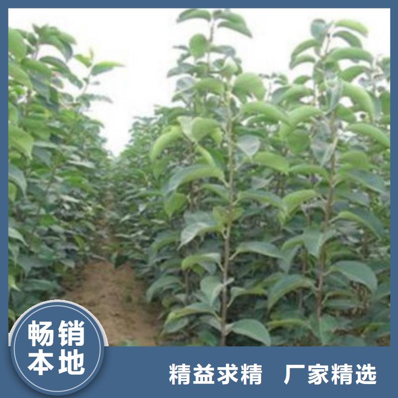 梨树苗桃树苗用心经营