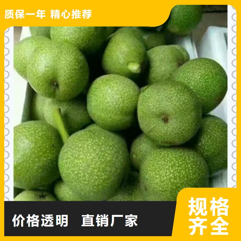 核桃苗,【蓝莓苗】种类齐全
