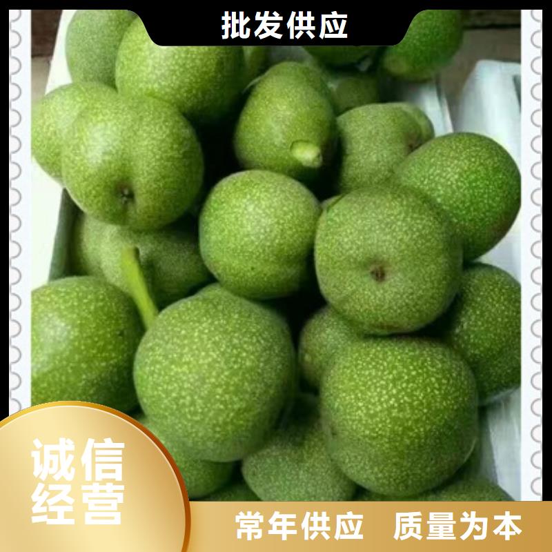 核桃苗-蓝莓苗支持加工定制