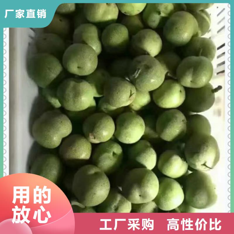 核桃苗【李子苗】品种全