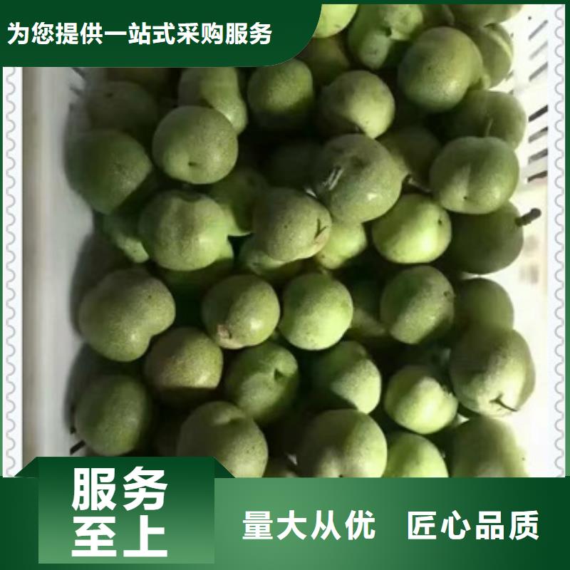 核桃苗花椒苗精工细作品质优良