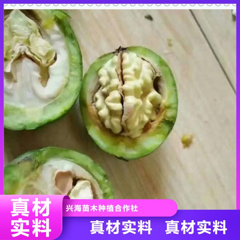 兴海【 核桃苗-梨树苗好货有保障】阿奇乐乐