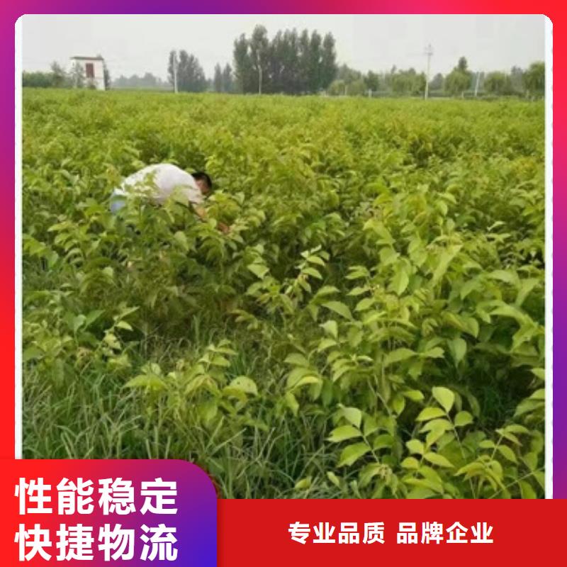 兴海【 核桃苗-梨树苗好货有保障】阿奇乐乐